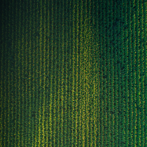 biosoya_producción